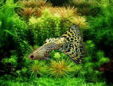 Cách tạo bể nuôi guppy hòa hợp với các loài cá khác