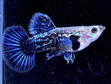 Xu Hướng Phát Triển Của Thị Trường Guppy Hiện Nay