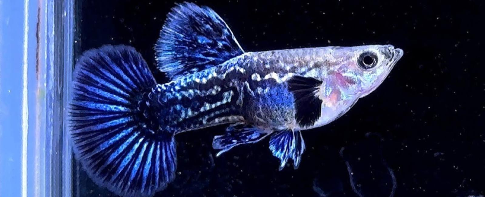 Xu Hướng Phát Triển Của Thị Trường Guppy Hiện Nay