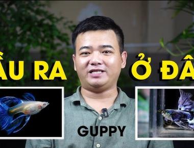 Cách Lập Kế Hoạch Kinh Doanh Cá Guppy Nhỏ Lẻ