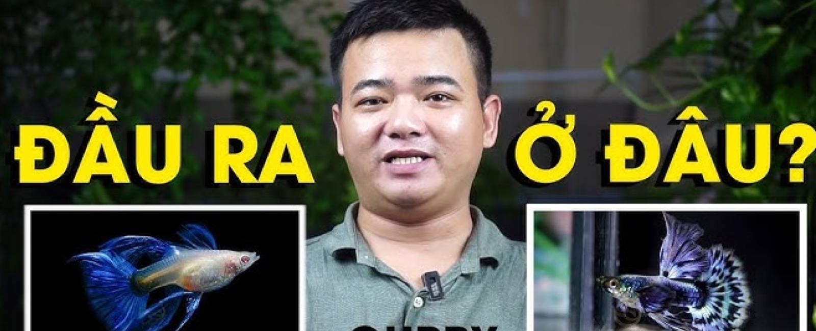 Cách Lập Kế Hoạch Kinh Doanh Cá Guppy Nhỏ Lẻ