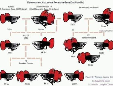 Hướng Dẫn Lai Tạo Cá Guppy Để Tạo Ra Màu Sắc Độc Đáo