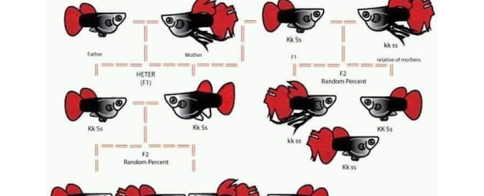 Hướng Dẫn Lai Tạo Cá Guppy Để Tạo Ra Màu Sắc Độc Đáo