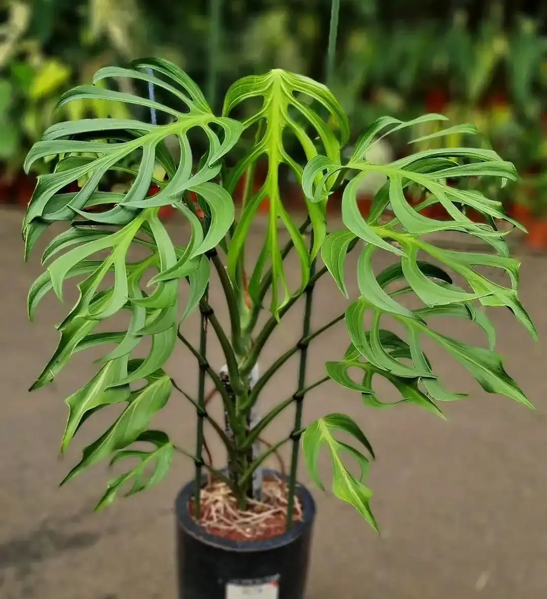 Monstera Deliciosa Burle Marx Flame