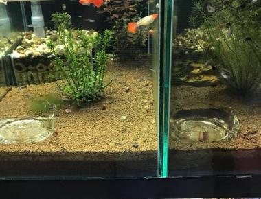 Tự Làm Bể Mini Cho Cá Guppy: Hướng Dẫn Chi Tiết