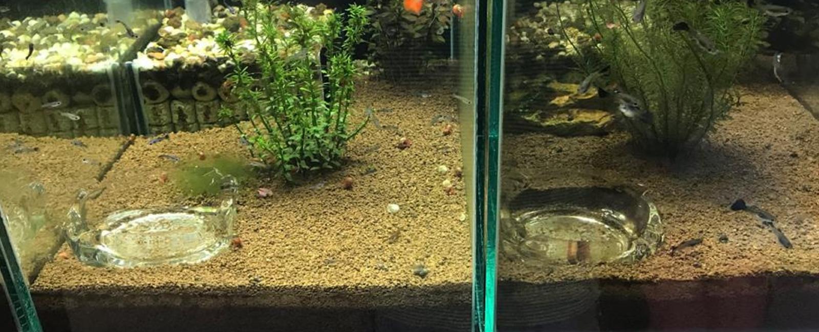 Tự Làm Bể Mini Cho Cá Guppy: Hướng Dẫn Chi Tiết
