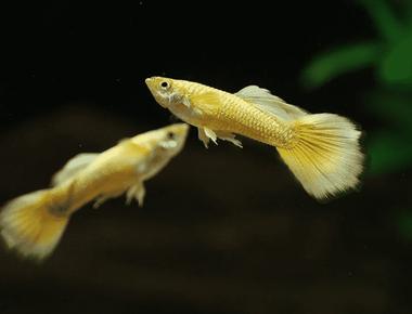Cá Guppy Trong Tự Nhiên Và Nuôi Dưỡng: Có Gì Khác Biệt?