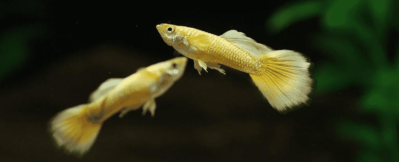 Cá Guppy Trong Tự Nhiên Và Nuôi Dưỡng: Có Gì Khác Biệt?