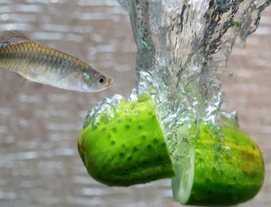 Chế Độ Dinh Dưỡng Tự Nhiên Cho Cá Guppy