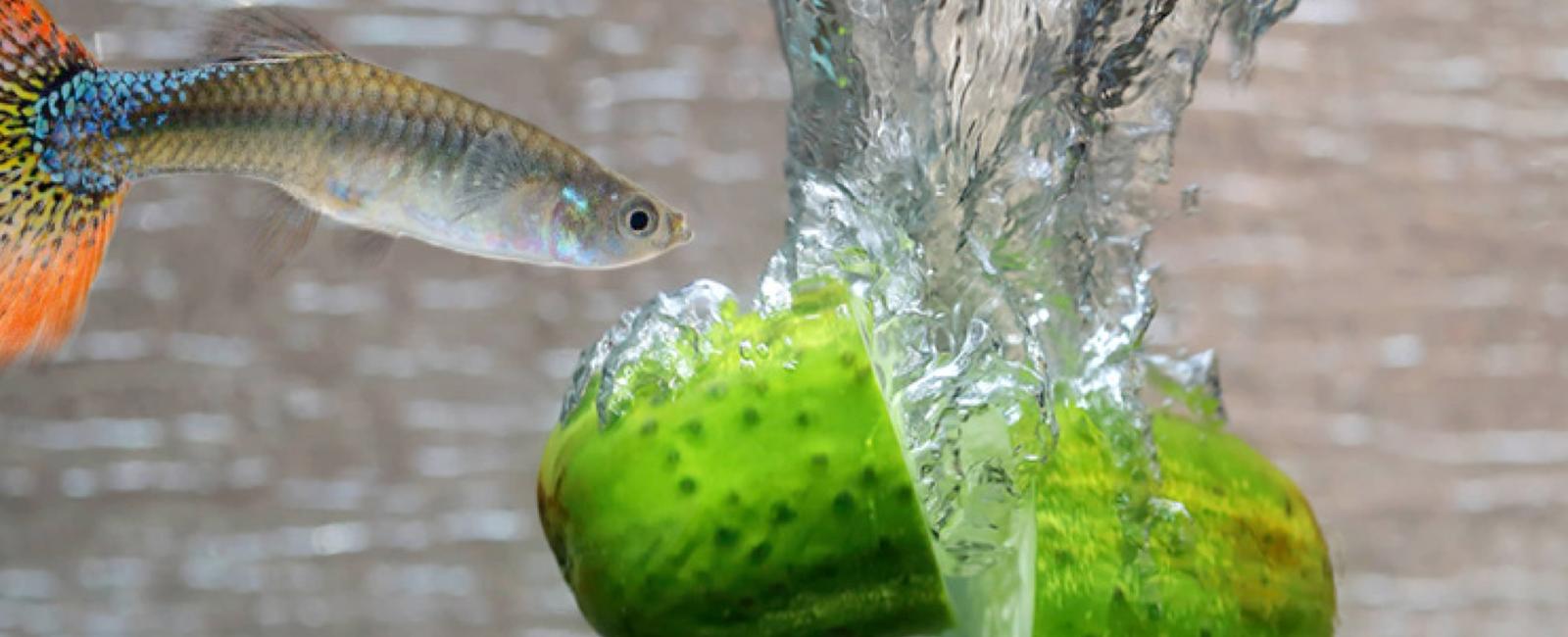 Chế Độ Dinh Dưỡng Tự Nhiên Cho Cá Guppy