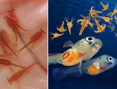 Tại Sao Artemia Là Thức Ăn Hoàn Hảo Cho Cá Guppy?