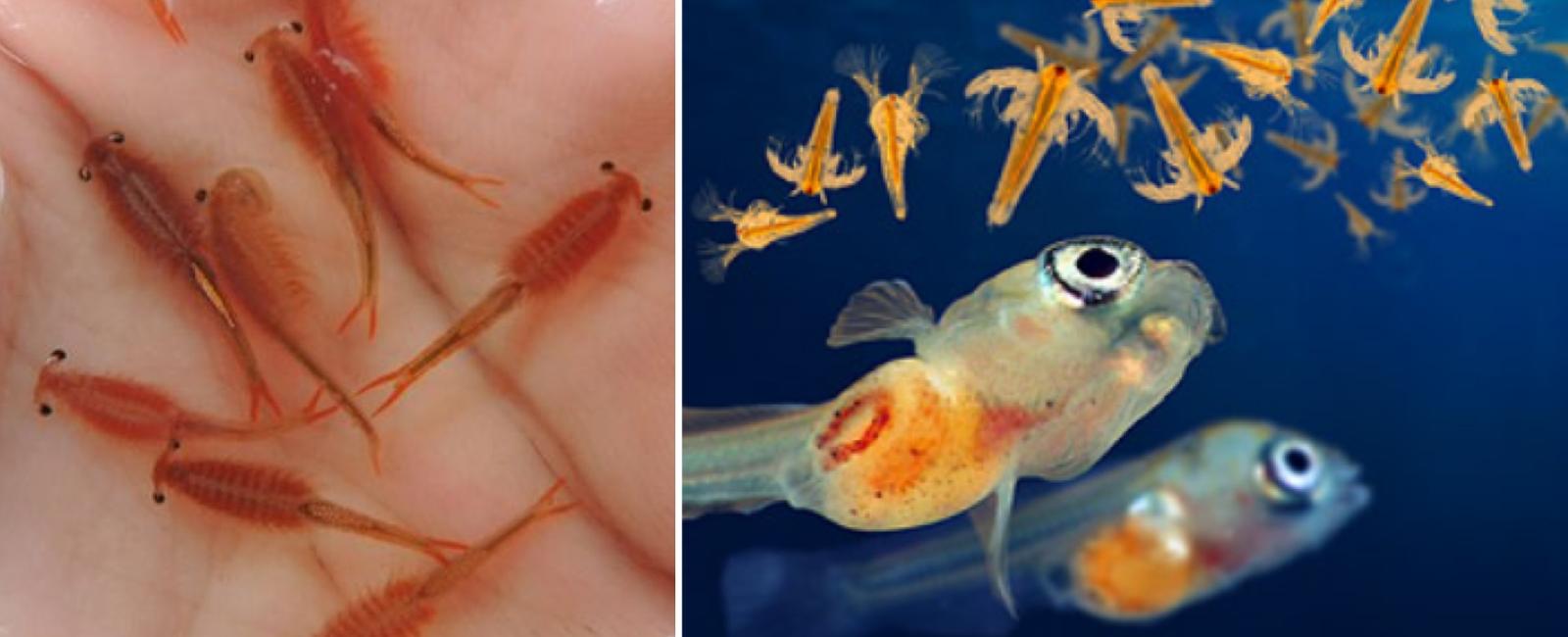 Tại Sao Artemia Là Thức Ăn Hoàn Hảo Cho Cá Guppy?