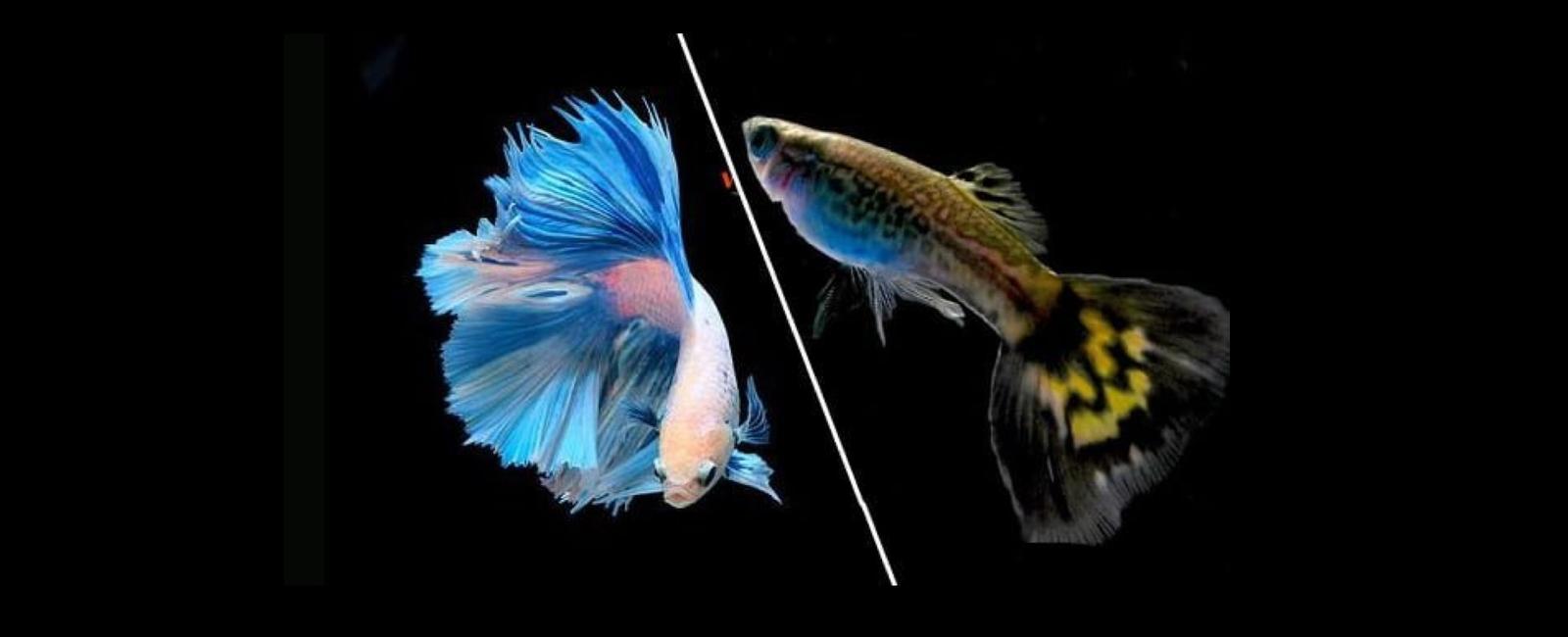 Có Nên Nuôi Guppy Với Cá Betta?