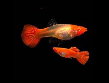 Làm Thế Nào Để Bán Guppy Một Cách Hiệu Quả?