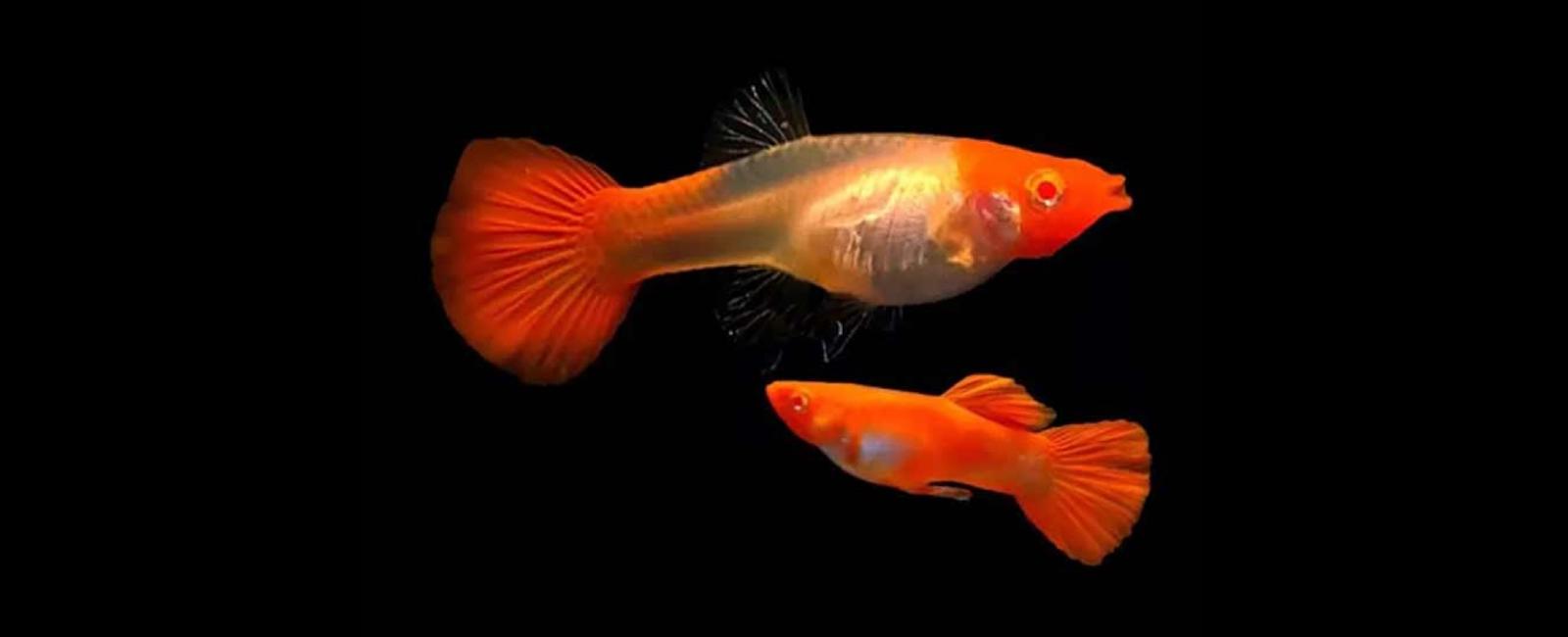 Làm Thế Nào Để Bán Guppy Một Cách Hiệu Quả?