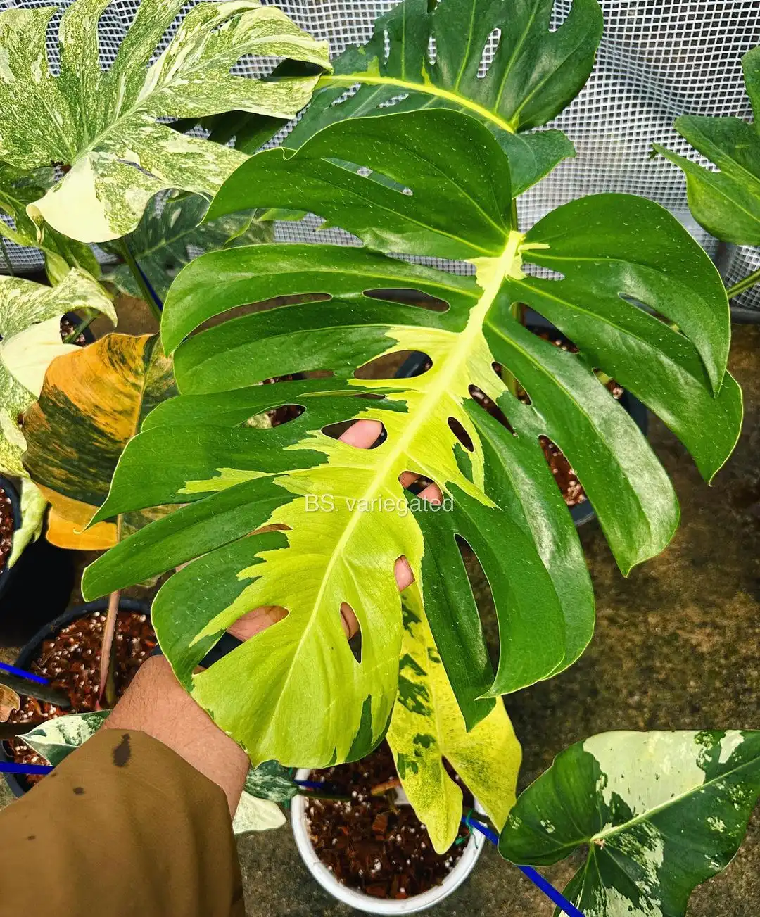 Monstera Deliciosa White Lava