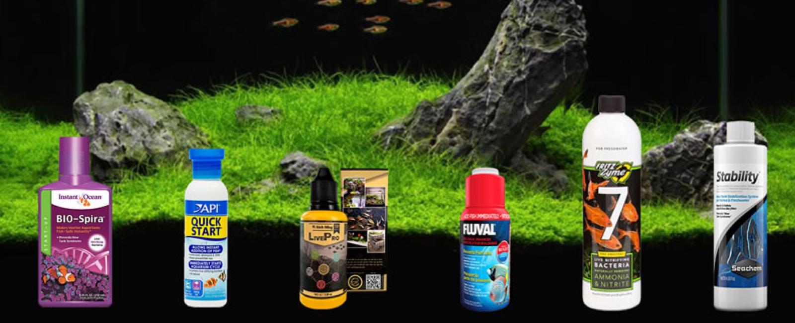 Vai Trò Của Vi Sinh Trong Hồ Cá Guppy