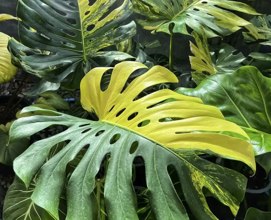 Monstera Deliciosa Yellow Marilyn