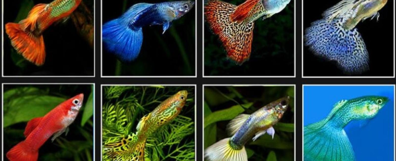 Phân Loại và Các Giống Cá Bảy Màu Nổi Bật: Đa Dạng Màu Sắc và Hình Dáng