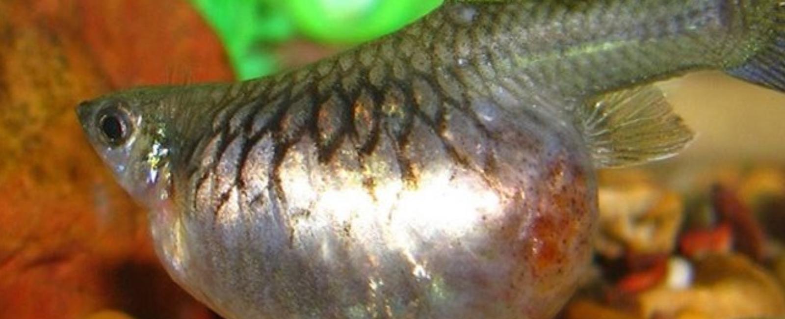 Dấu Hiệu Và Cách Chữa Trị Bệnh Bụng Phình Ở Cá Guppy
