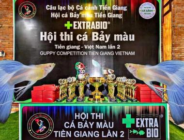Tham Gia Các Cuộc Thi Sắc Đẹp Guppy Như Thế Nào?