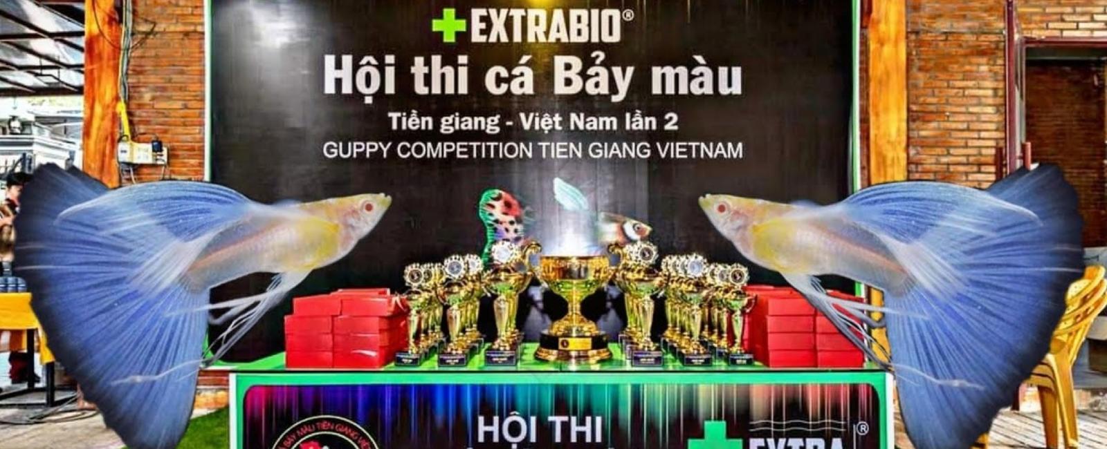 Tham Gia Các Cuộc Thi Sắc Đẹp Guppy Như Thế Nào?
