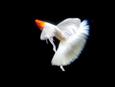 Các Lỗi Thường Gặp Khi Lai Tạo Guppy Và Cách Khắc Phục
