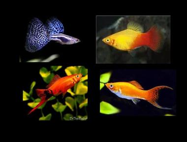So Sánh Cá Guppy Với Các Loài Cá Khác: Platy, Molly, Swordtail