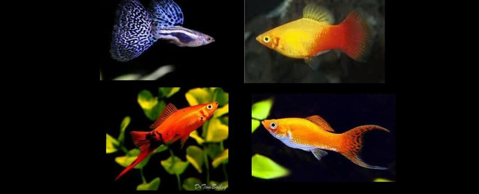 So Sánh Cá Guppy Với Các Loài Cá Khác: Platy, Molly, Swordtail