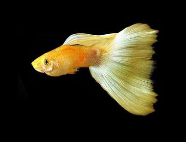 Các Thực Phẩm Tự Chế Giúp Guppy Phát Triển Nhanh
