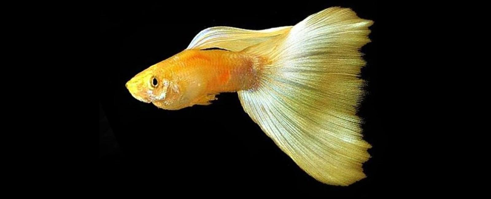 Các Thực Phẩm Tự Chế Giúp Guppy Phát Triển Nhanh