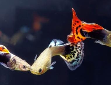 Theo Dõi Quá Trình Sinh Sản Và Phát Triển Của Một Đàn Guppy