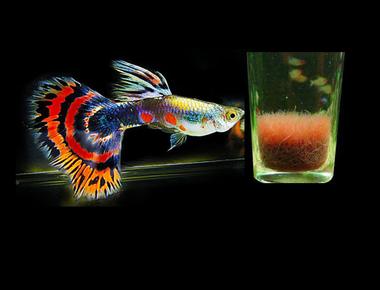 Thức Ăn Giàu Protein Cho Guppy Lớn Nhanh và Khỏe Mạnh