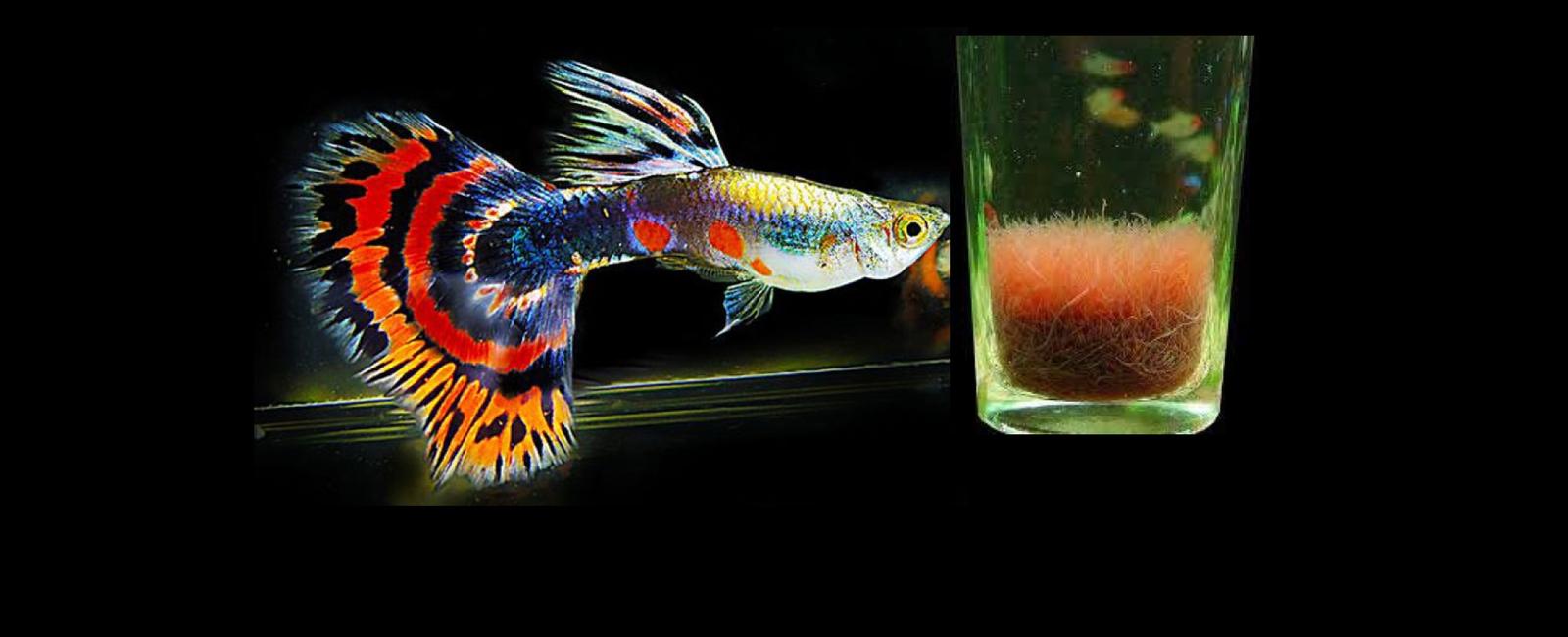 Thức Ăn Giàu Protein Cho Guppy Lớn Nhanh và Khỏe Mạnh