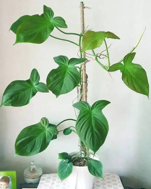 Philodendron Camposportoanum