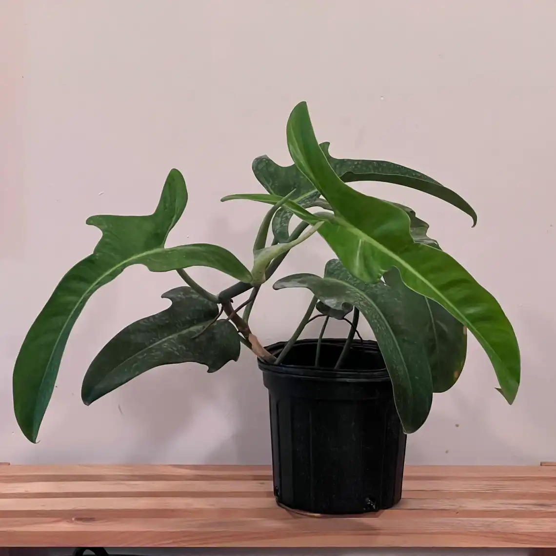 Philodendron Jerry Horne
