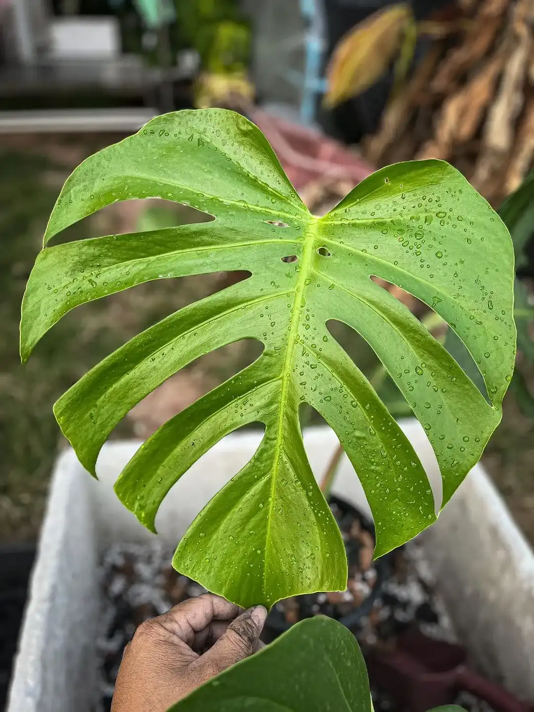 Monstera Deliciosa Sierrana