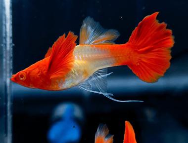 Cách Giữ Màu Và Nâng Cao Chất Lượng Màu Sắc Cho Guppy