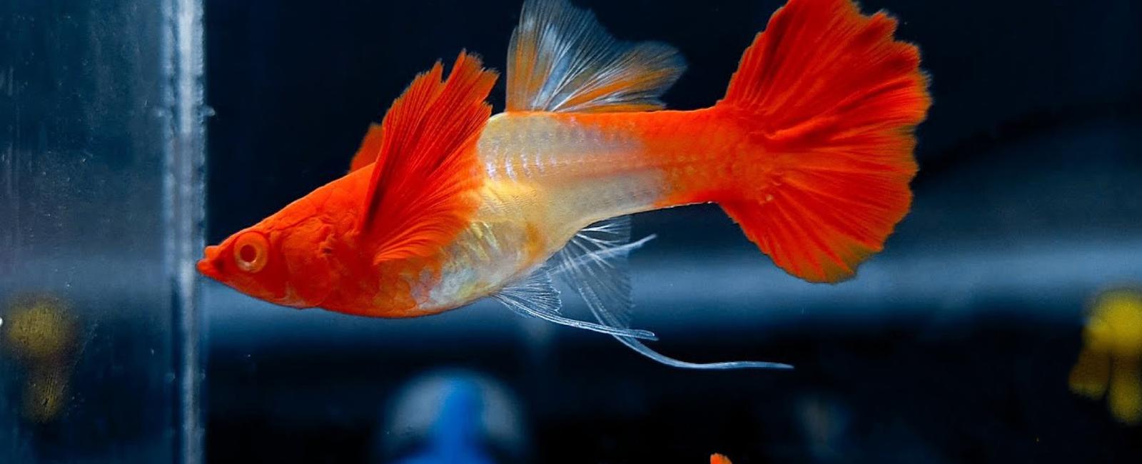 Cách Giữ Màu Và Nâng Cao Chất Lượng Màu Sắc Cho Guppy