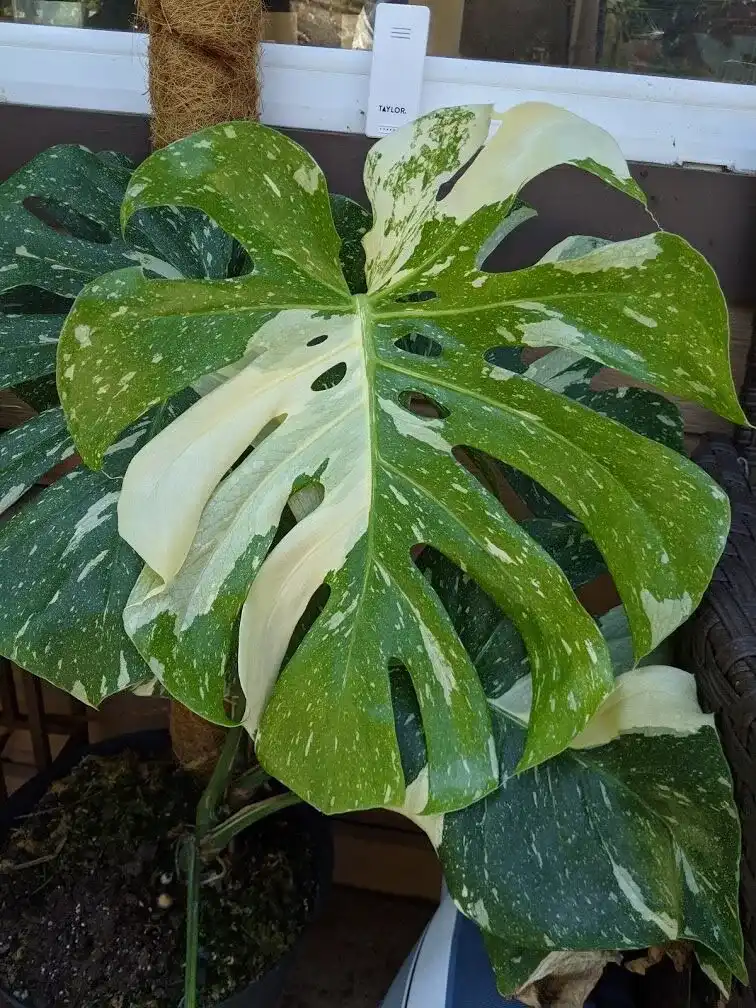 Monstera Deliciosa Thai Cons