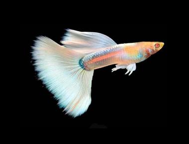 Guppy Albino: Chăm sóc và lai tạo dòng albino