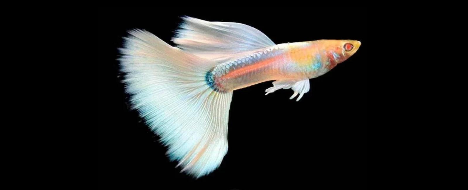 Guppy Albino: Chăm sóc và lai tạo dòng albino