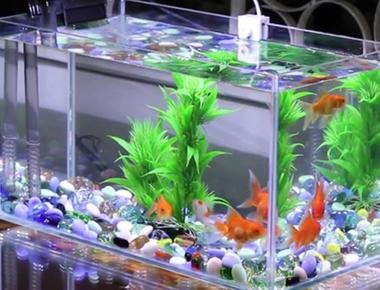 Hướng Dẫn Tạo Bể Cá Guppy Đơn Giản