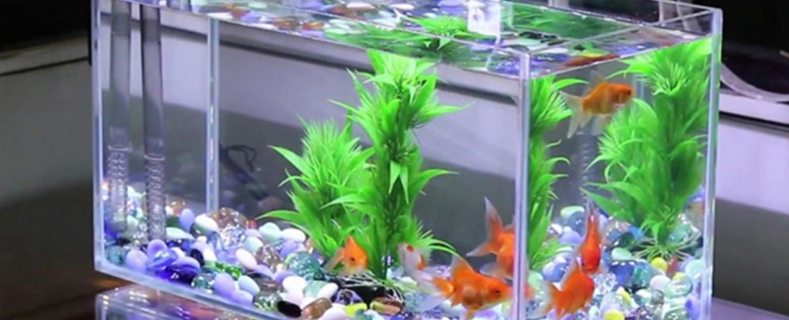 Hướng Dẫn Tạo Bể Cá Guppy Đơn Giản