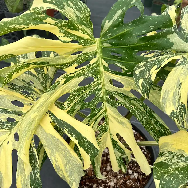 Monstera Deliciosa Thai Creme Brulee