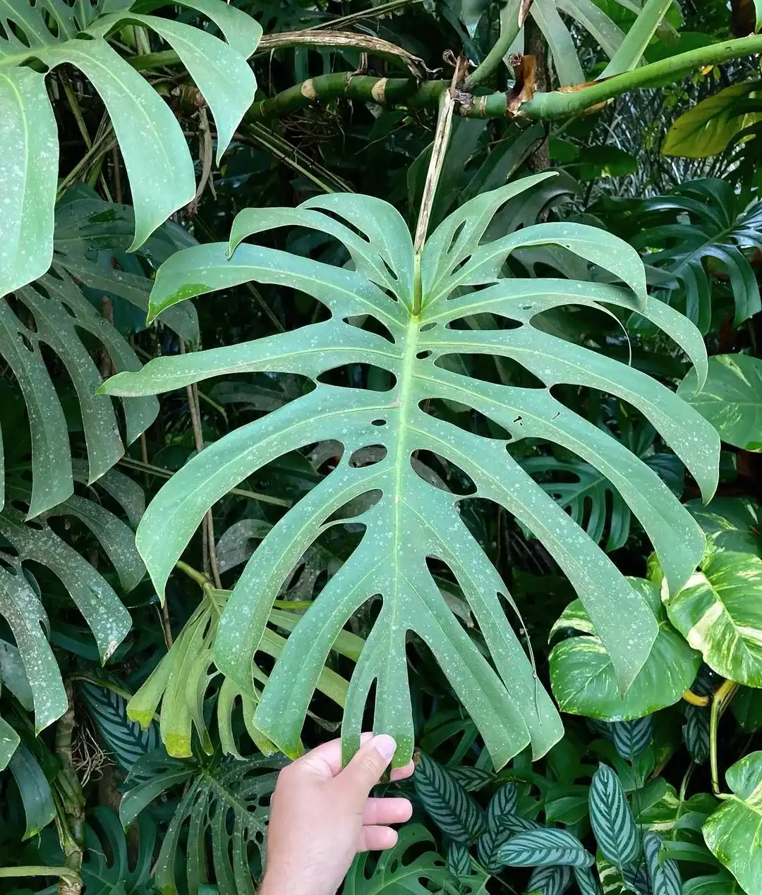 Monstera Deliciosa Brazil form