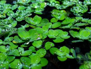 Tác Dụng Thần Kỳ Của Bèo Nhật (Lemna minor)