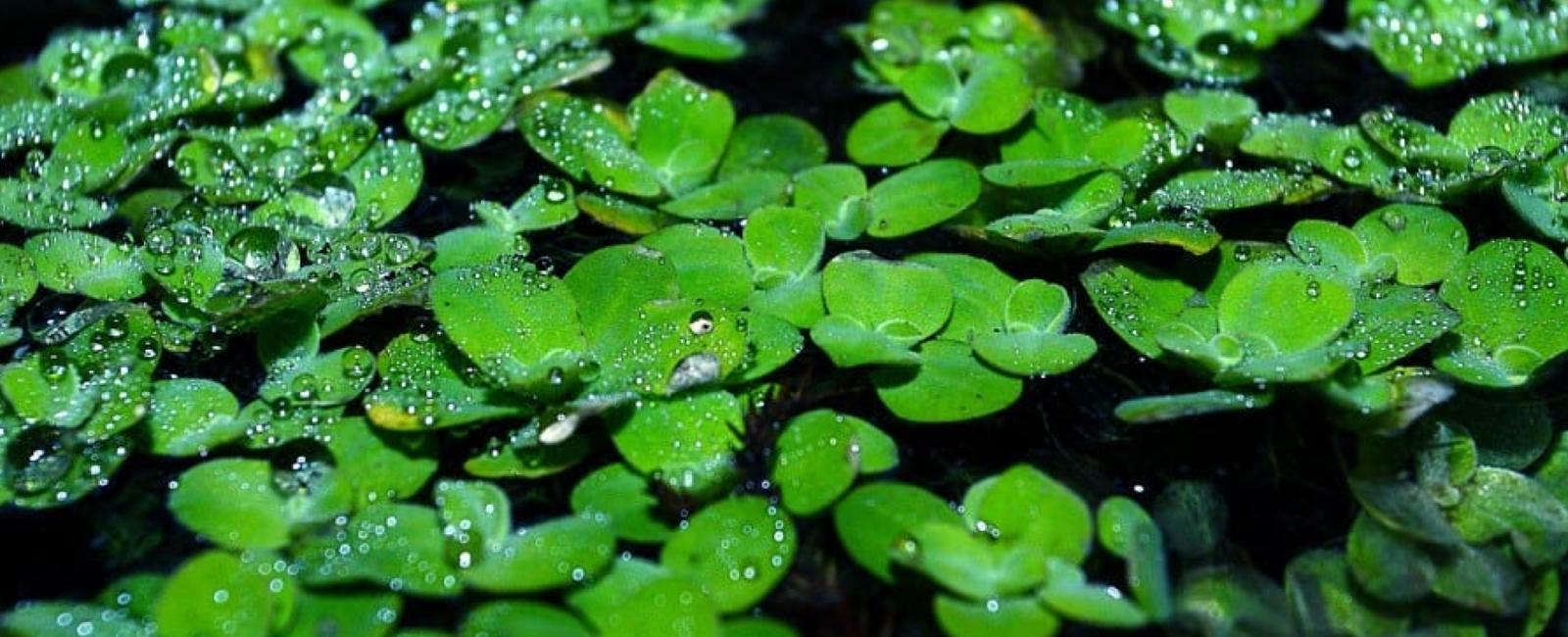 Tác Dụng Thần Kỳ Của Bèo Nhật (Lemna minor)