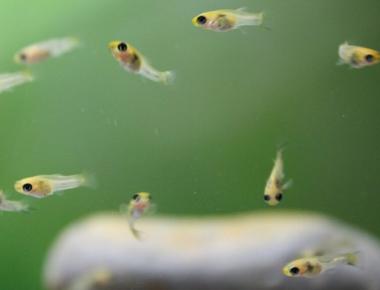 Các Mẹo Giúp Tăng Tỉ Lệ Sống Sót Của Cá Guppy Con