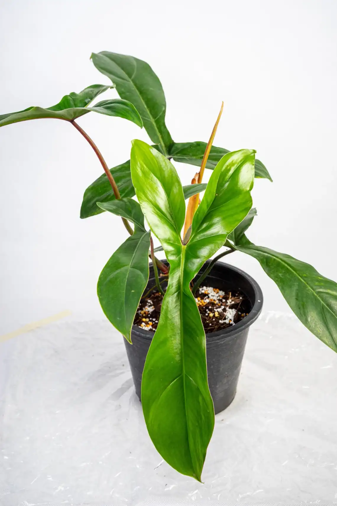 Philodendron 69686